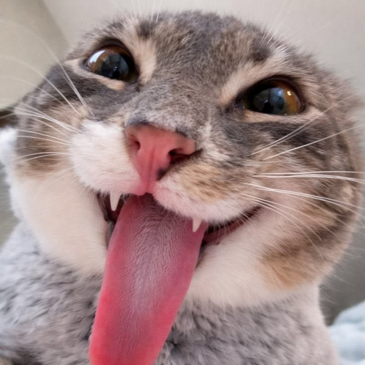 Gato Meme